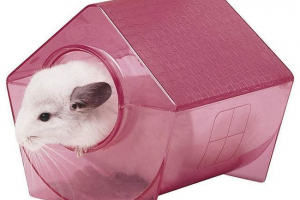 Hogyan kell felszerelni a házat a chinchilla számára?